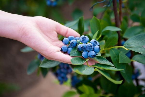 eat blueberries for fat loss