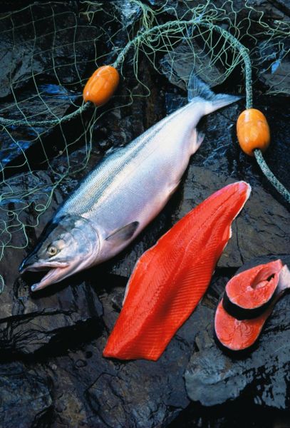 wild salmon fatty fish