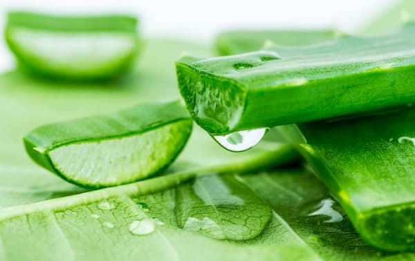 aloe vera to get rid of pimples